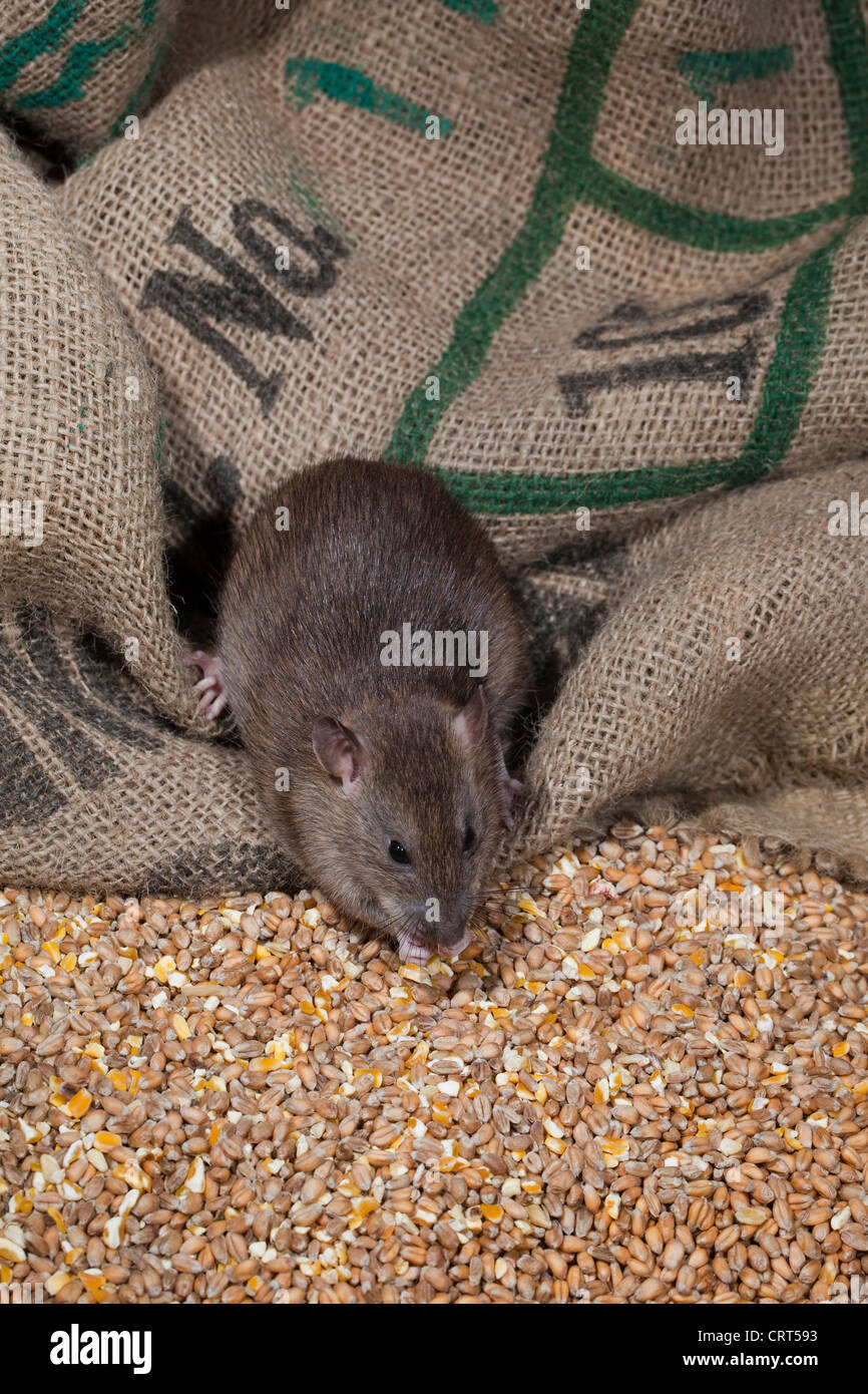 Marrone (Ratto Rattus norvegicus). Animale giovane Mangiare chicchi di grano e mais spillato dal hessian sacchi di cereali. Foto Stock
