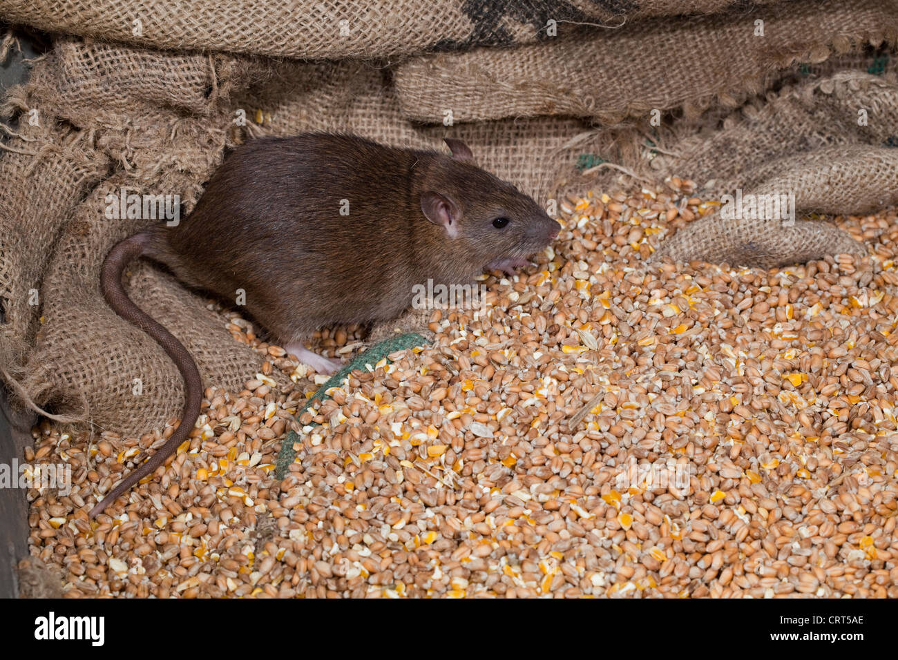 Marrone (Ratto Rattus norvegicus). Tra i cereali alimentari di Hesse sacchetti. Foto Stock