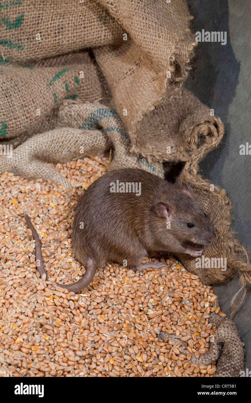 Marrone (Ratto Rattus norvegicus). Tra i cereali alimentari di Hesse sacchetti. Foto Stock