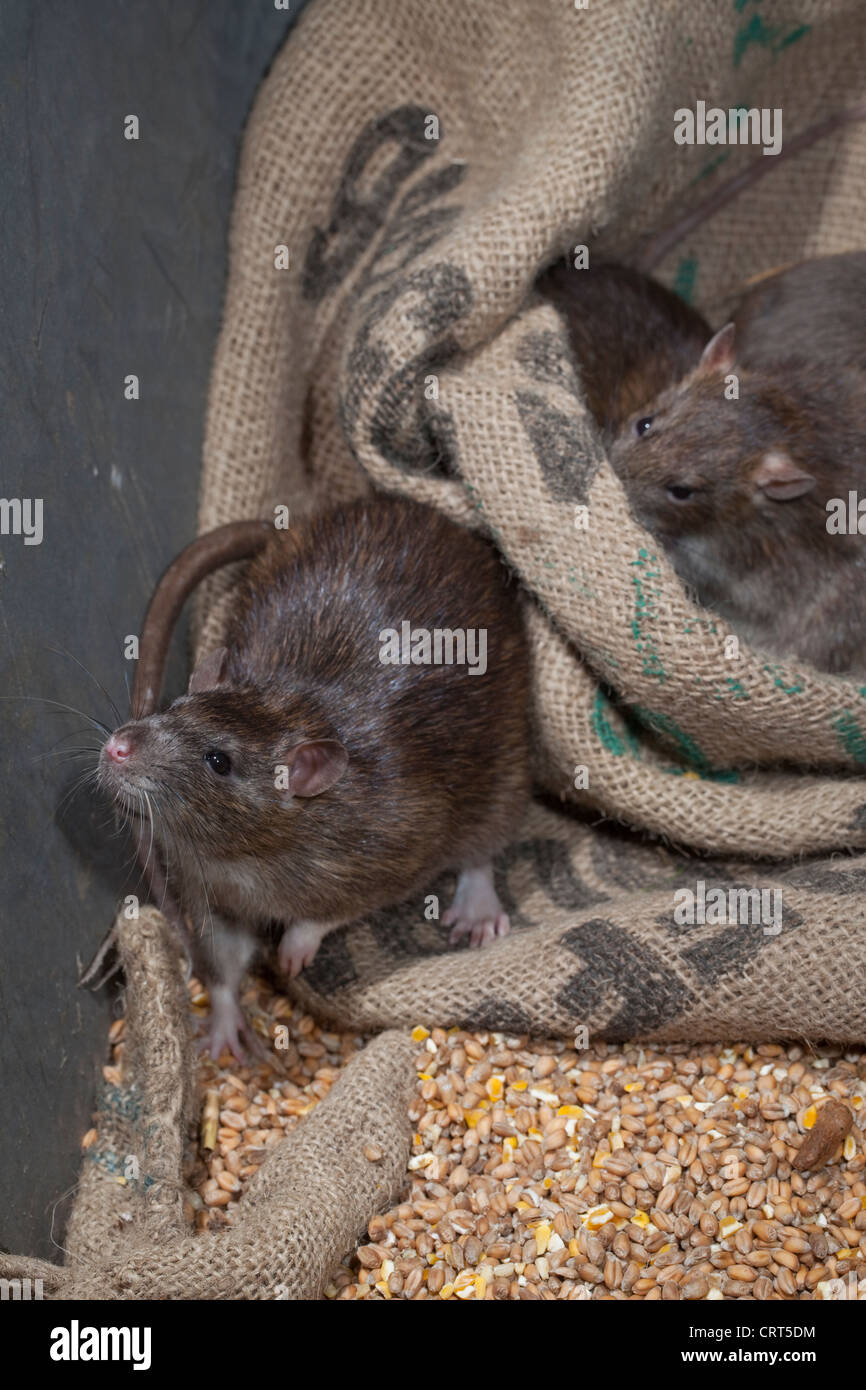 Ratti marrone (Rattus norvegicus). Tra i cereali alimentari di Hesse sacchetti. Foto Stock