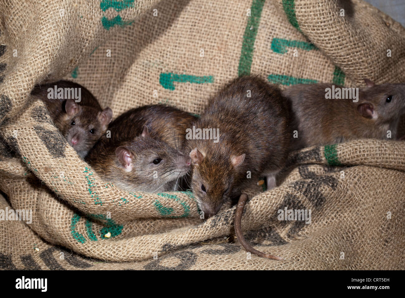 Ratti marrone (Rattus norvegicus). Tra i cereali alimentari di Hesse sacchetti. Foto Stock