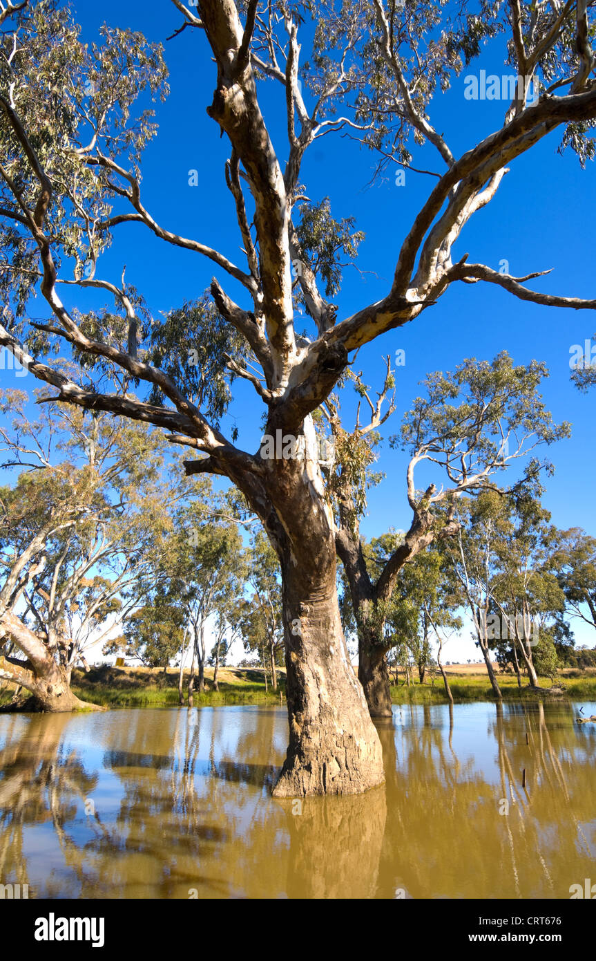 Fiume Red Gum Tree, Bullenbung Creek, vicino Lockhart, Nuovo Galles del Sud, Australia Foto Stock