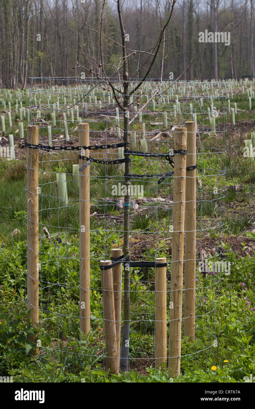 Rovere (Quercus robur). Albero giovane, trapiantato e protetto da attacchi contro il vento e alto due metri filo netting, cervi. Foto Stock