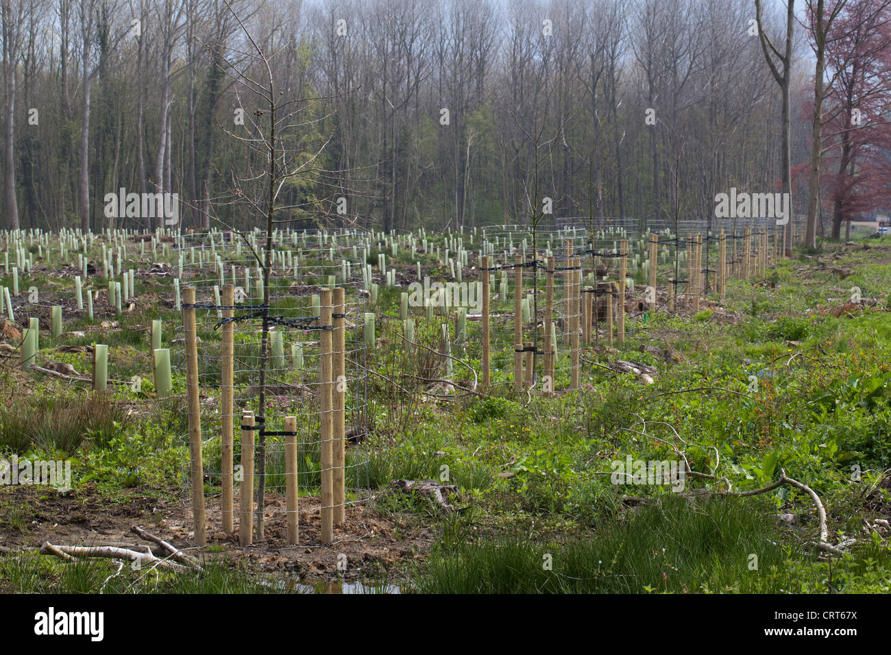 Rovere (Quercus robur). Gli alberi giovani, trapiantato e protetto da attacchi contro il vento e alto due metri filo netting, cervi. Foto Stock