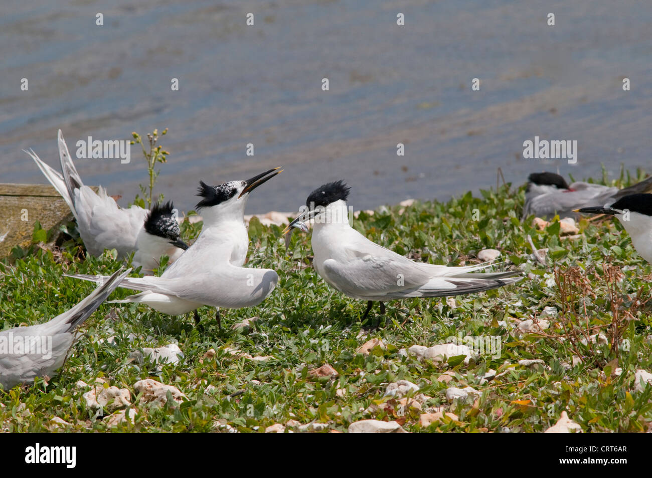 Sandwich sterne, Sterna sandvicensis, nella colonia di allevamento, Brownsea Island, Hampshire, Regno Unito Foto Stock