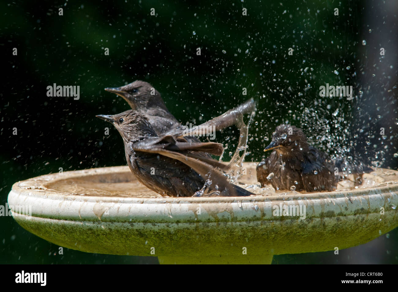 Gli storni, Sternus vulgaris sguazzare in un bagno uccelli. Hastings, Sussex, Regno Unito Foto Stock