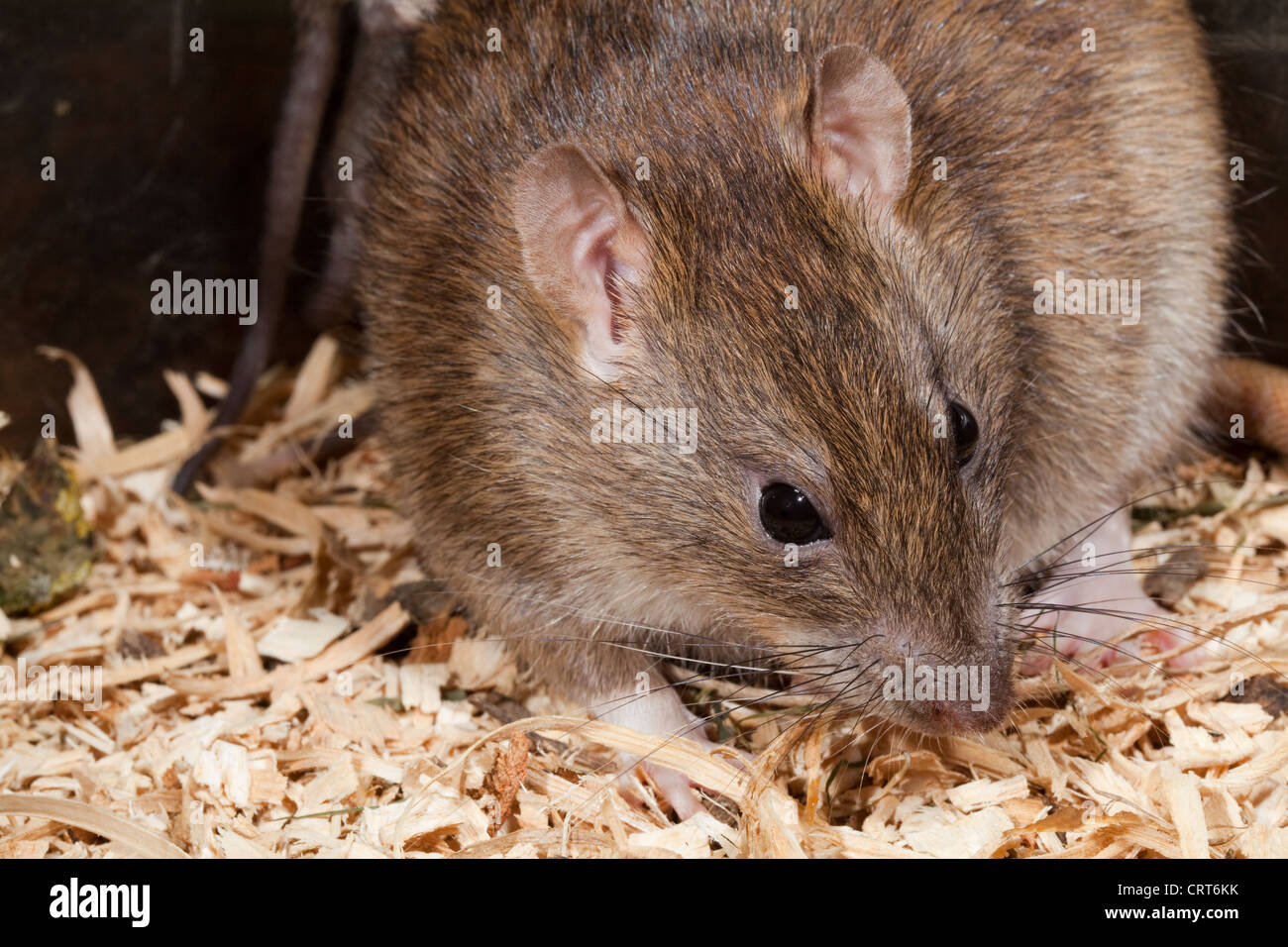Marrone o la Norvegia di ratto (Rattus norvegicus). Femmina adulta. Foto Stock