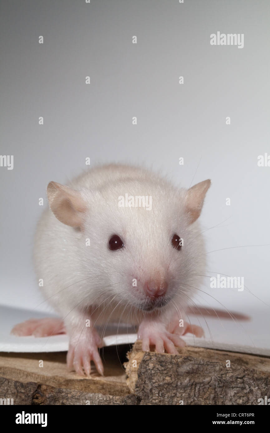 Bianco giovane ratto (Rattus norvegicus). Albino. Manca la pigmentazione nella pelle e pelliccia e gli occhi. Quest'ultimo appare di colore rosa. Foto Stock