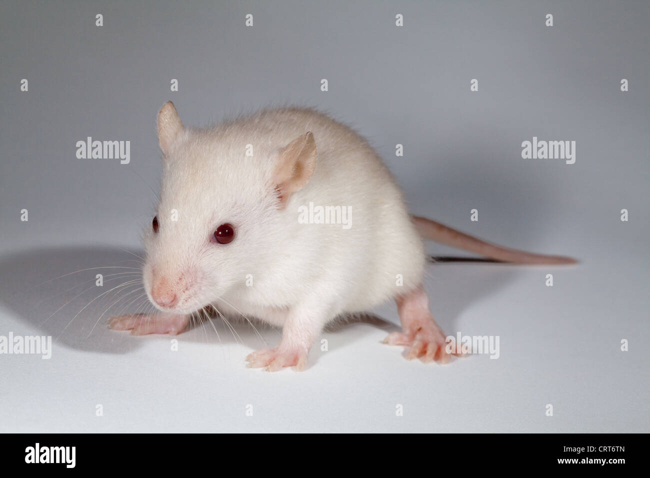 Bianco giovane ratto (Rattus norvegicus). Albino. Manca la pigmentazione nella pelle, pelliccia, le luci di coda e gli occhi. Quest'ultimo appare di colore rosa. Foto Stock