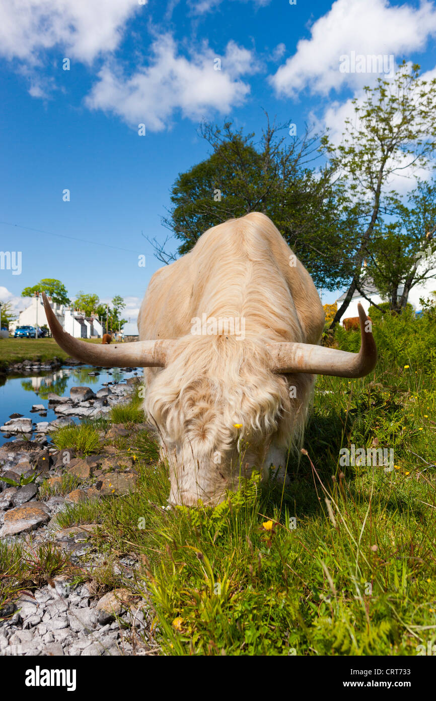 Scottish Highland mucca, Duirinish, regione delle Highlands, Scotland, Regno Unito, Europa Foto Stock