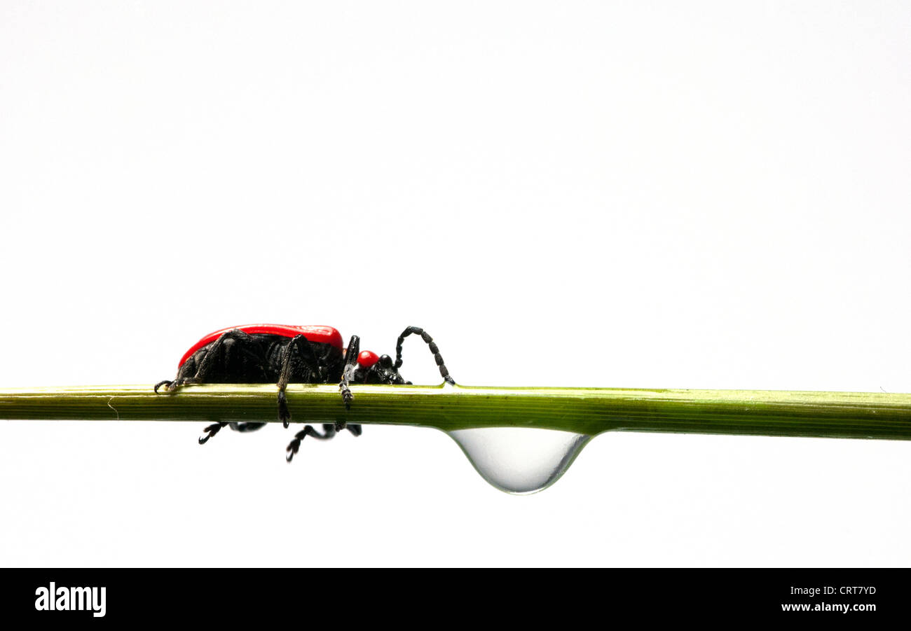 Lilioceris insetto waterdrop potabile sul verde lasciare Foto Stock