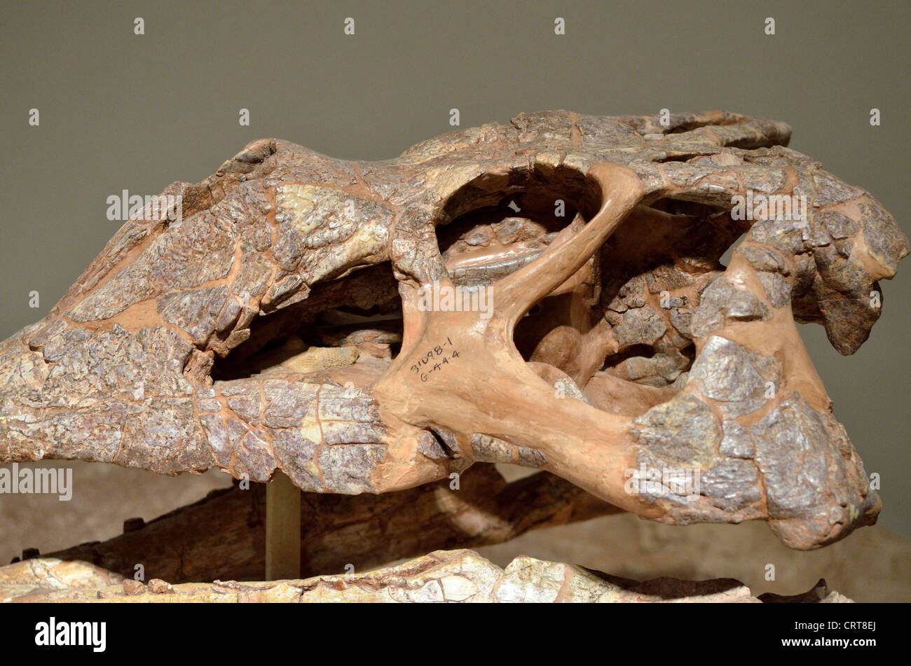 Resti fossili di un cranio Phytosaurs. Età Triassico. Foto Stock