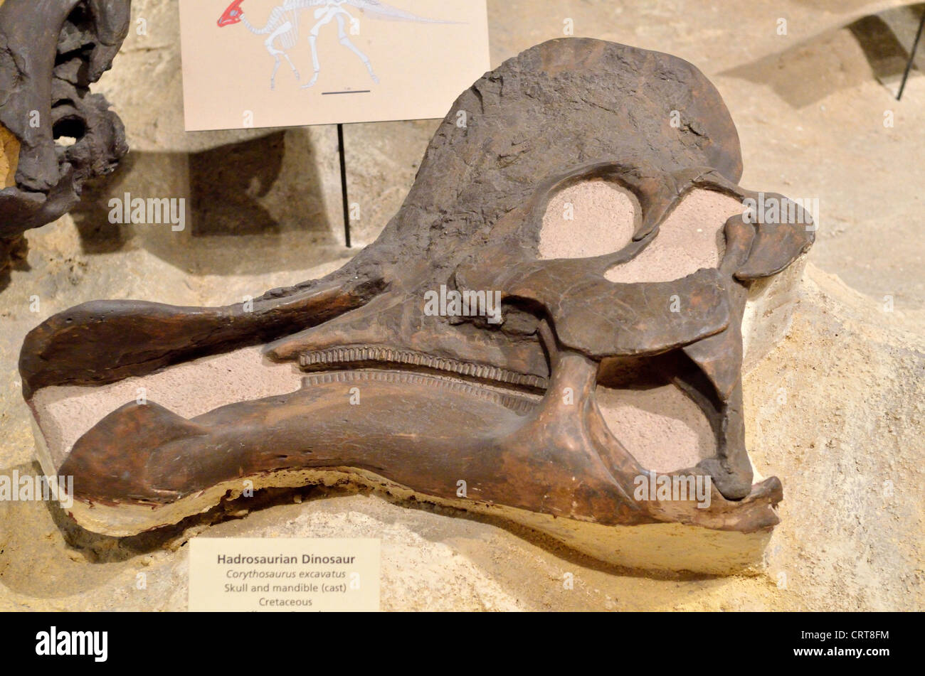 Cranio fossile di un anatra Corythosaurus fatturati dinosauro. Età cretaceo. Foto Stock