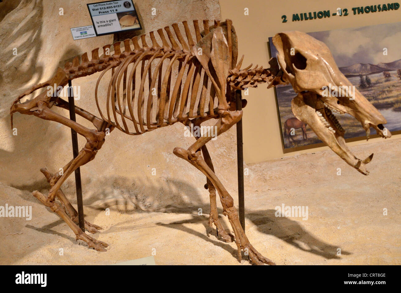 Lo scheletro fossile di un a becco lungo pecari (Mylohyus nasutus). Pleistocene età. Foto Stock