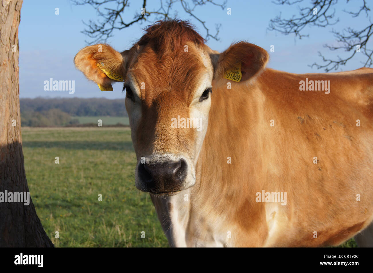 Jersey mucca in una mattina di primavera Foto Stock