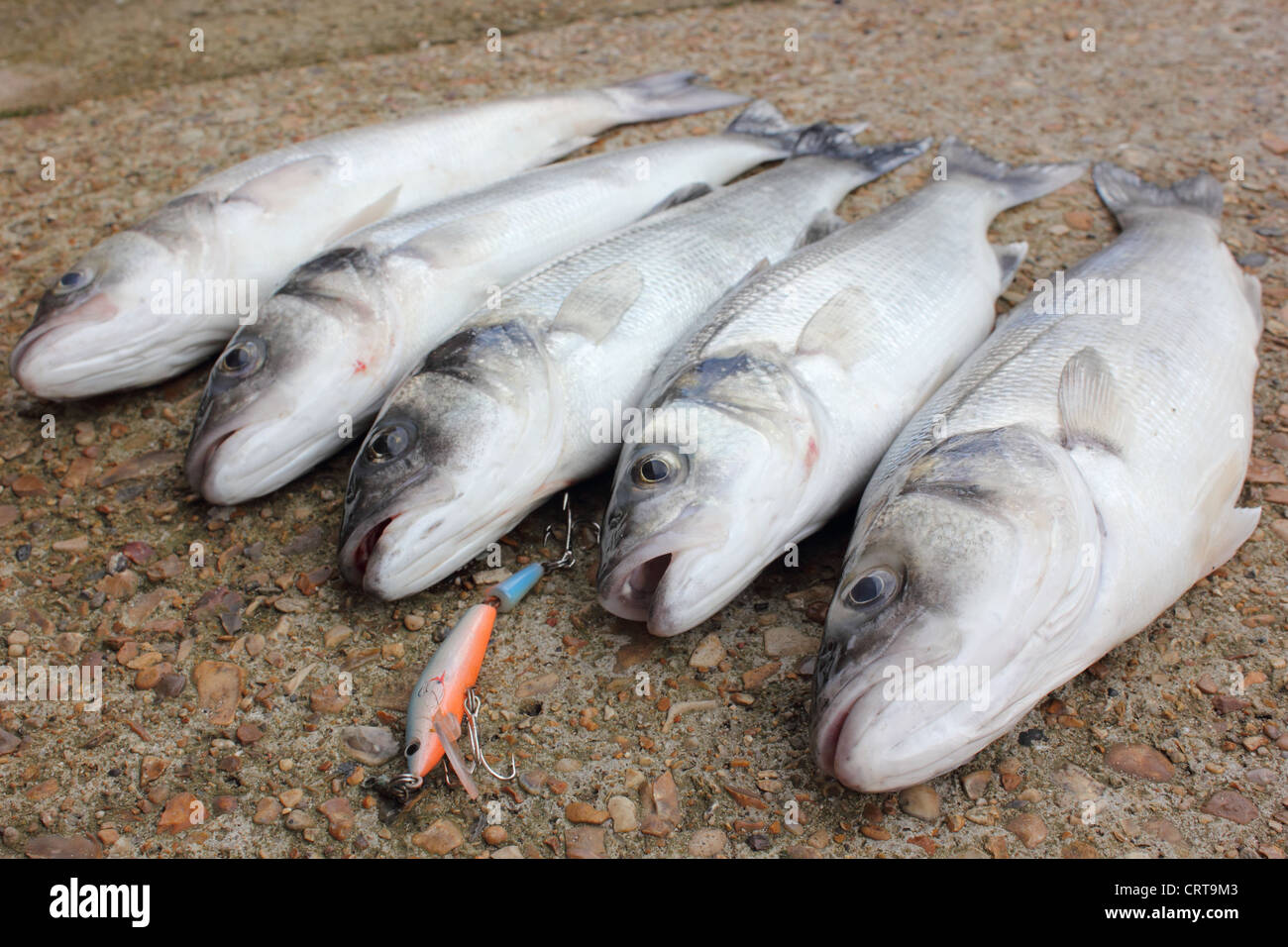 Asta di fresco catturato il branzino,una delicatezza delle Isole Britanniche Foto Stock