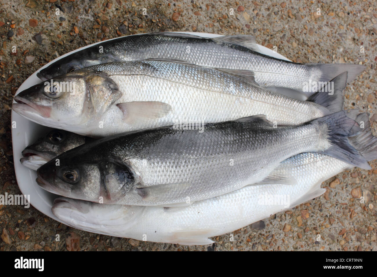 Asta di fresco catturato il branzino,una delicatezza delle Isole Britanniche Foto Stock