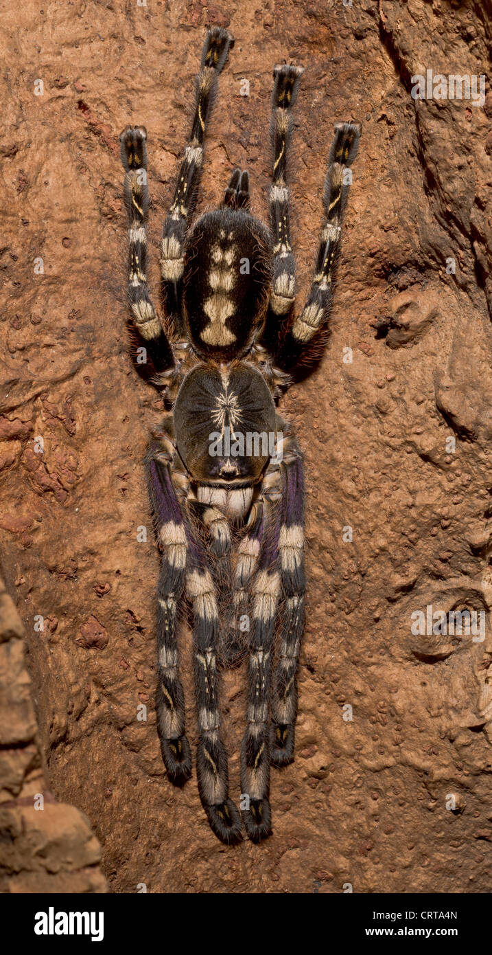 Tarantola ornamentale avorio (Poecilotheria subfusca) Foto Stock