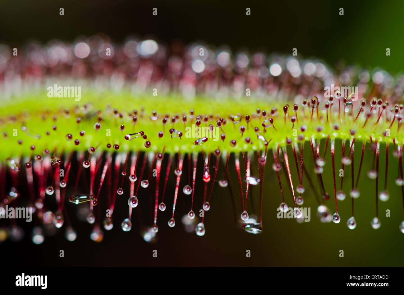 Close up di Drosera sp. (Sticky vegetali a foglia) una bella pianta carnivora Foto Stock