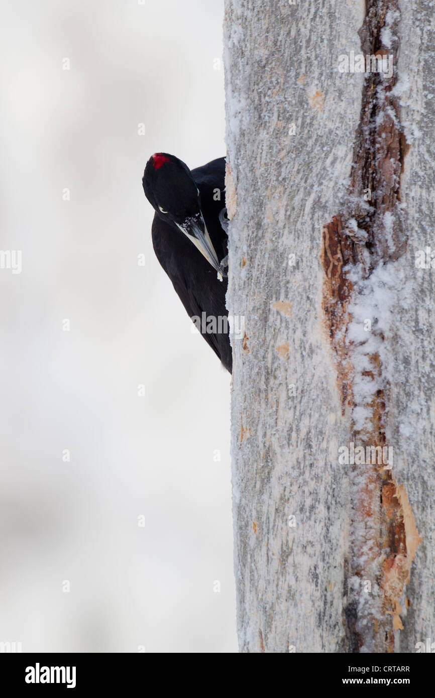 Picchio nero Dryocopus martius femmina arroccato su di pino rosso tronco a Kuusamo, Finlandia in febbraio. Foto Stock