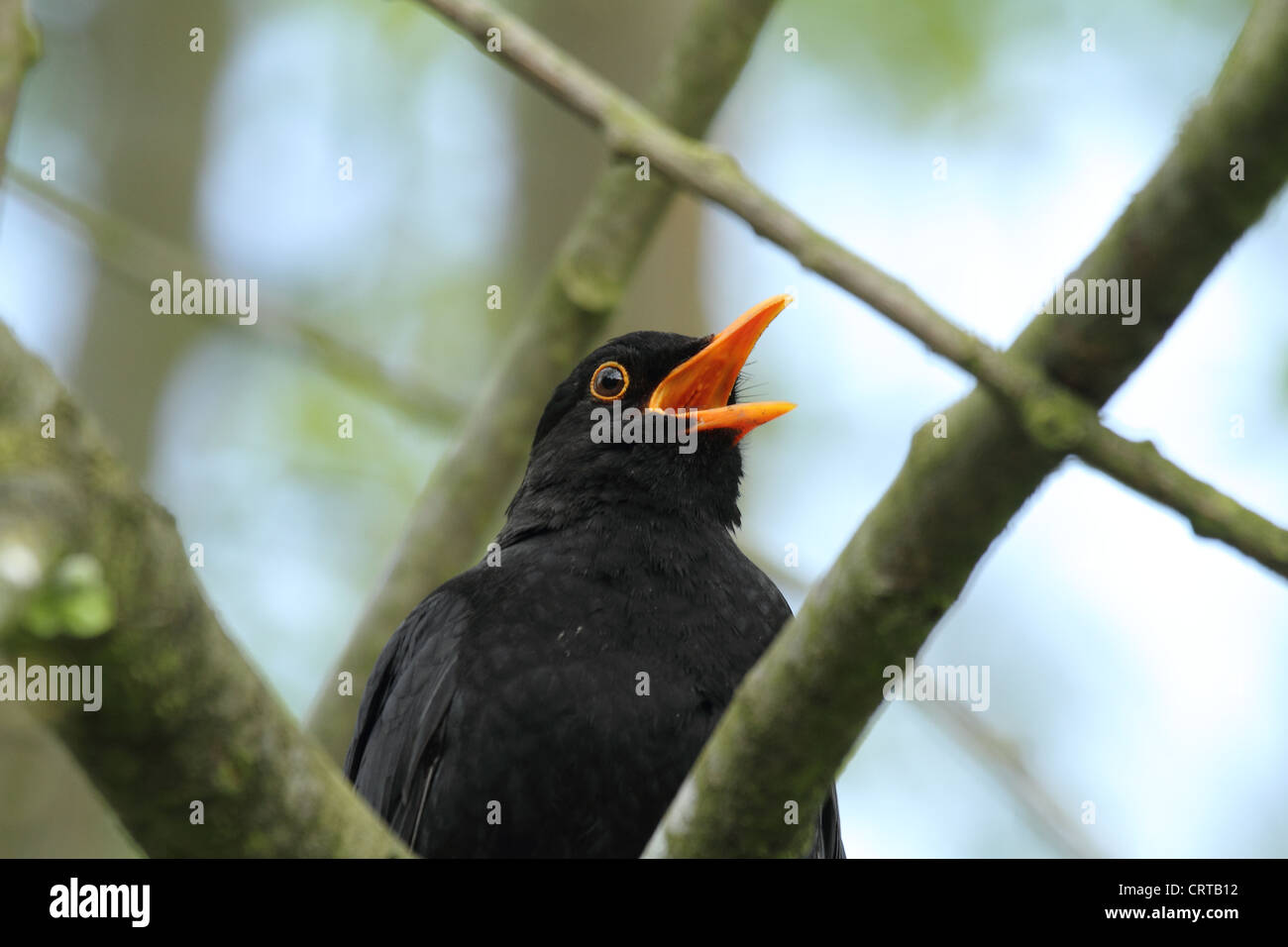 Blackbird Singing maschio con becco aperto Foto Stock