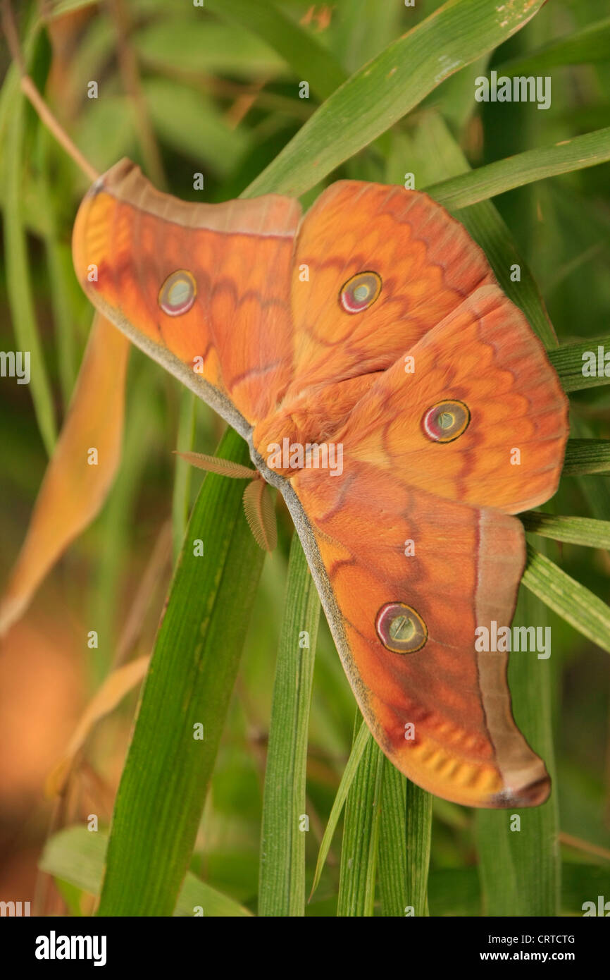 La seta Tarma (Antheraea frithi) su foglie verdi Foto Stock