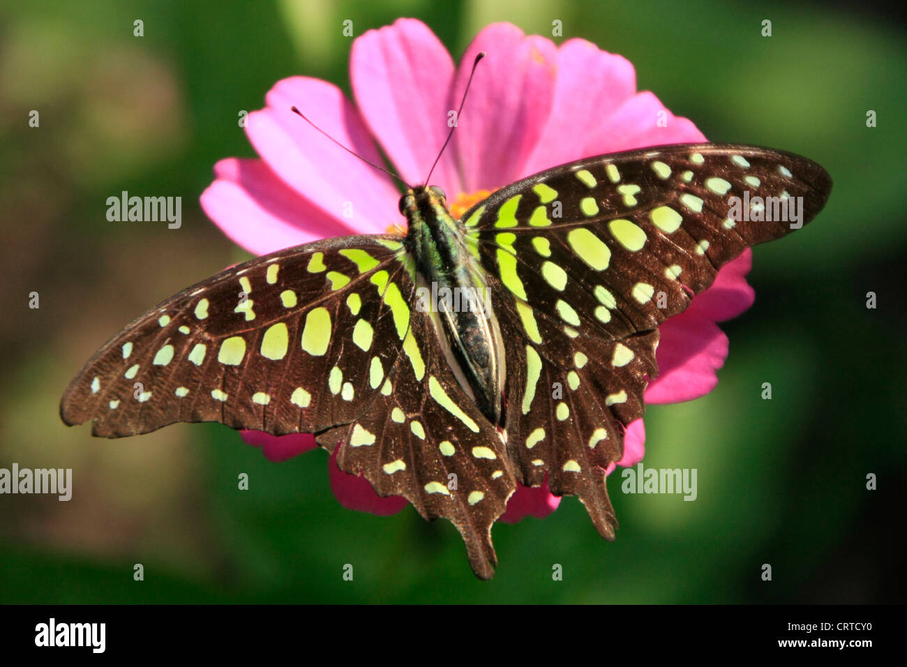 Green Jay butterfly (Graphium Agamennone) su un fiore rosa Foto Stock