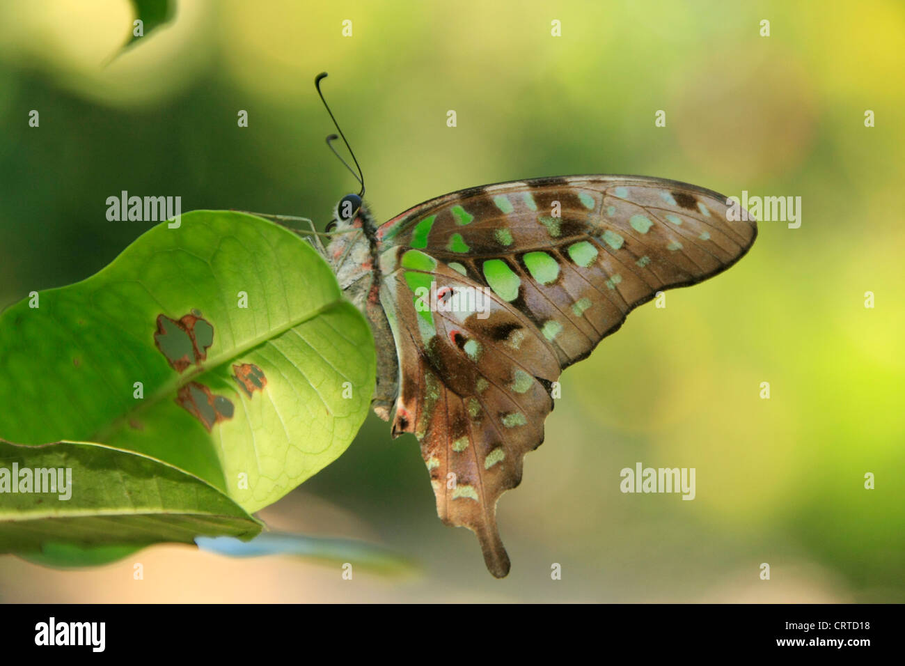 Green Jay butterfly (Graphium Agamennone) su una foglia verde Foto Stock
