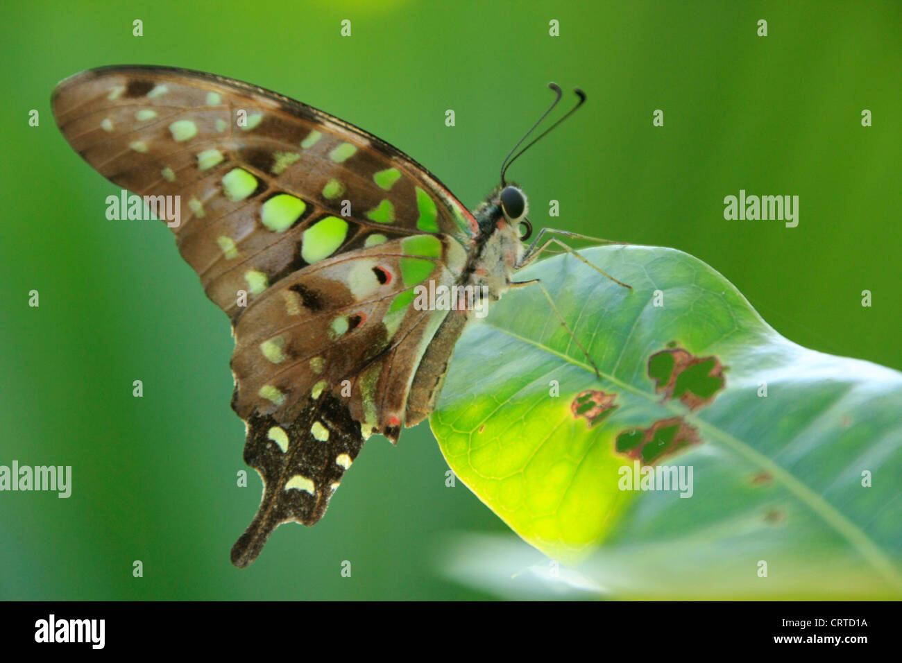 Green Jay butterfly (Graphium Agamennone) su una foglia verde Foto Stock