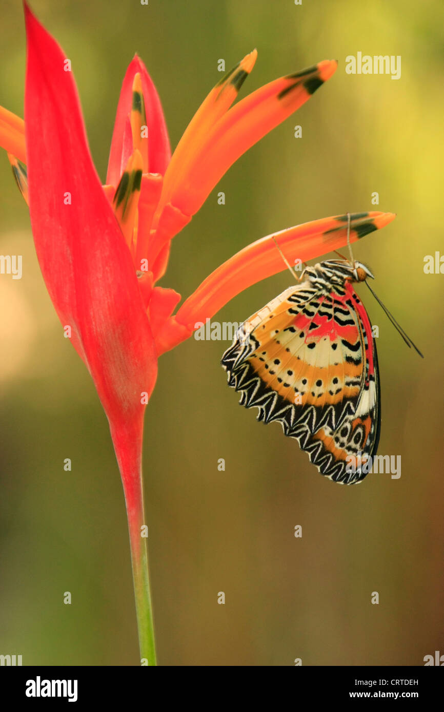 Leopard Lacewing butterfly (Cethosia cyane) su un fiore rosso Foto Stock