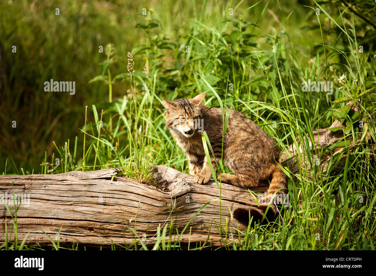 Scottish gatto selvatico Foto Stock