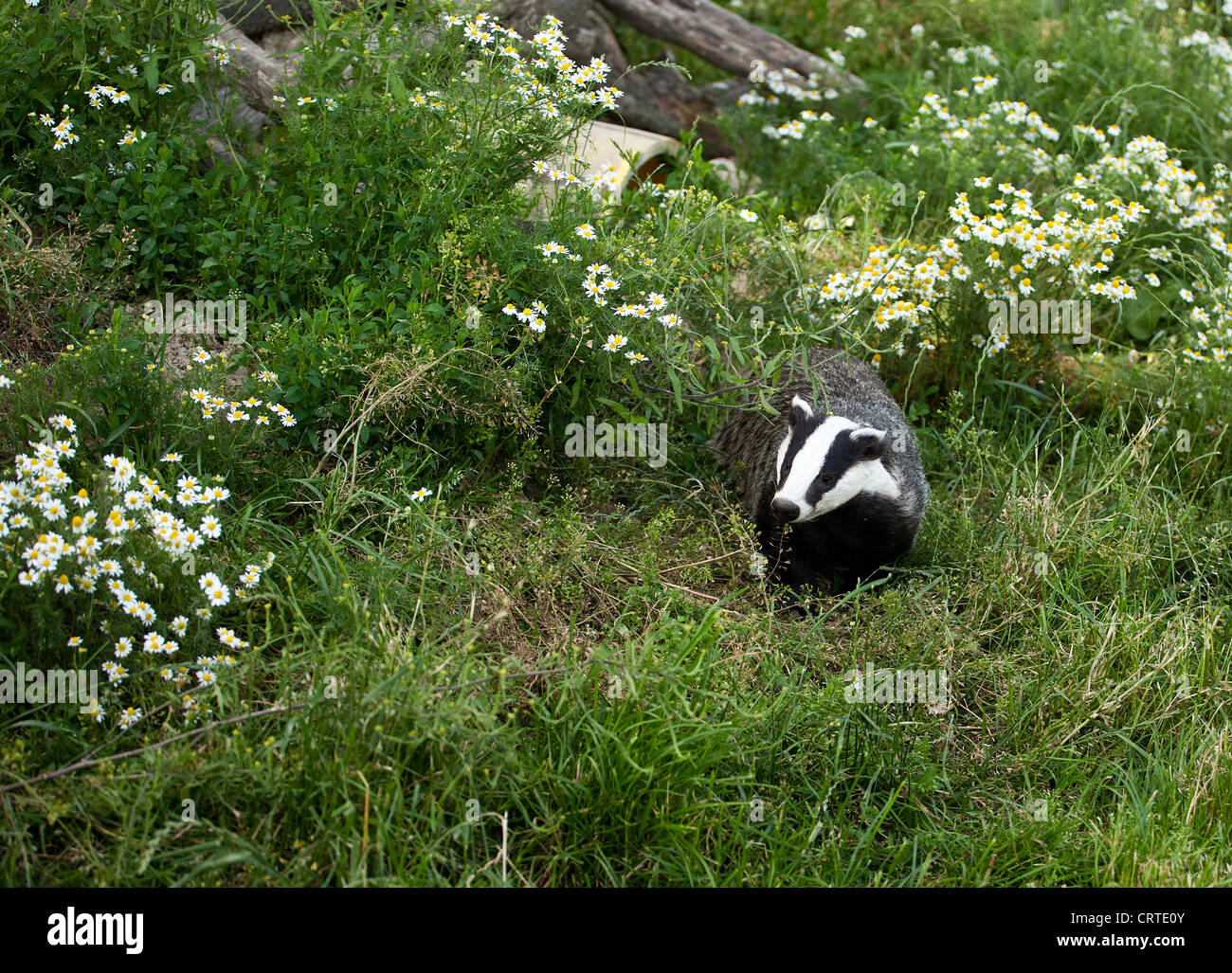 Badger rovistando per alimenti Foto Stock