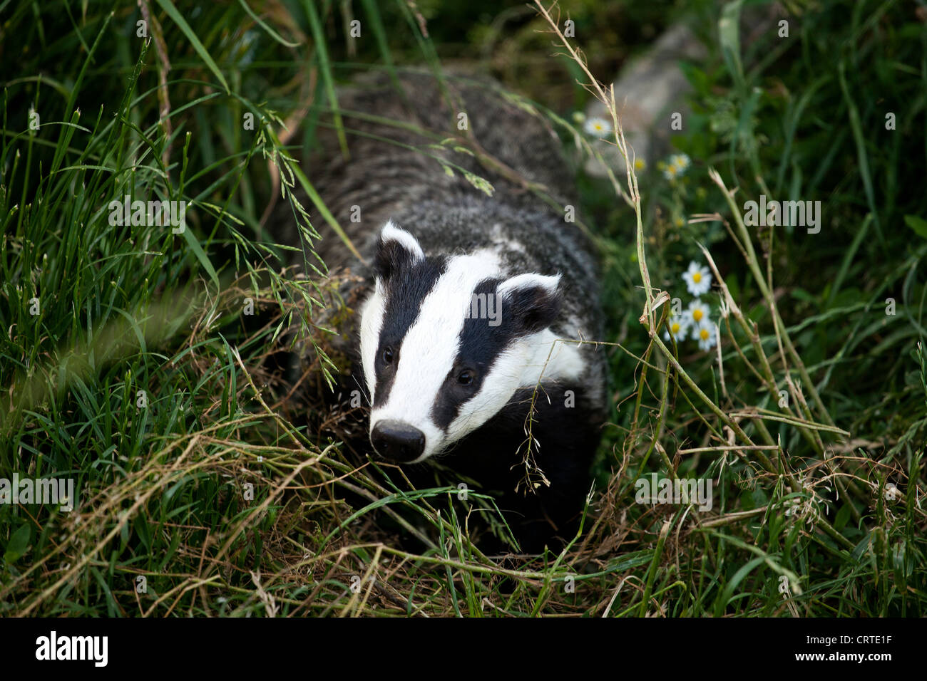 Badger rovistando per alimenti Foto Stock