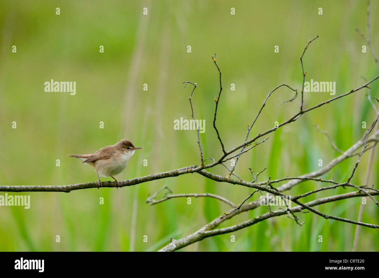 Eurasian Reed trillo (Acrocephalus scirpaceus) Foto Stock