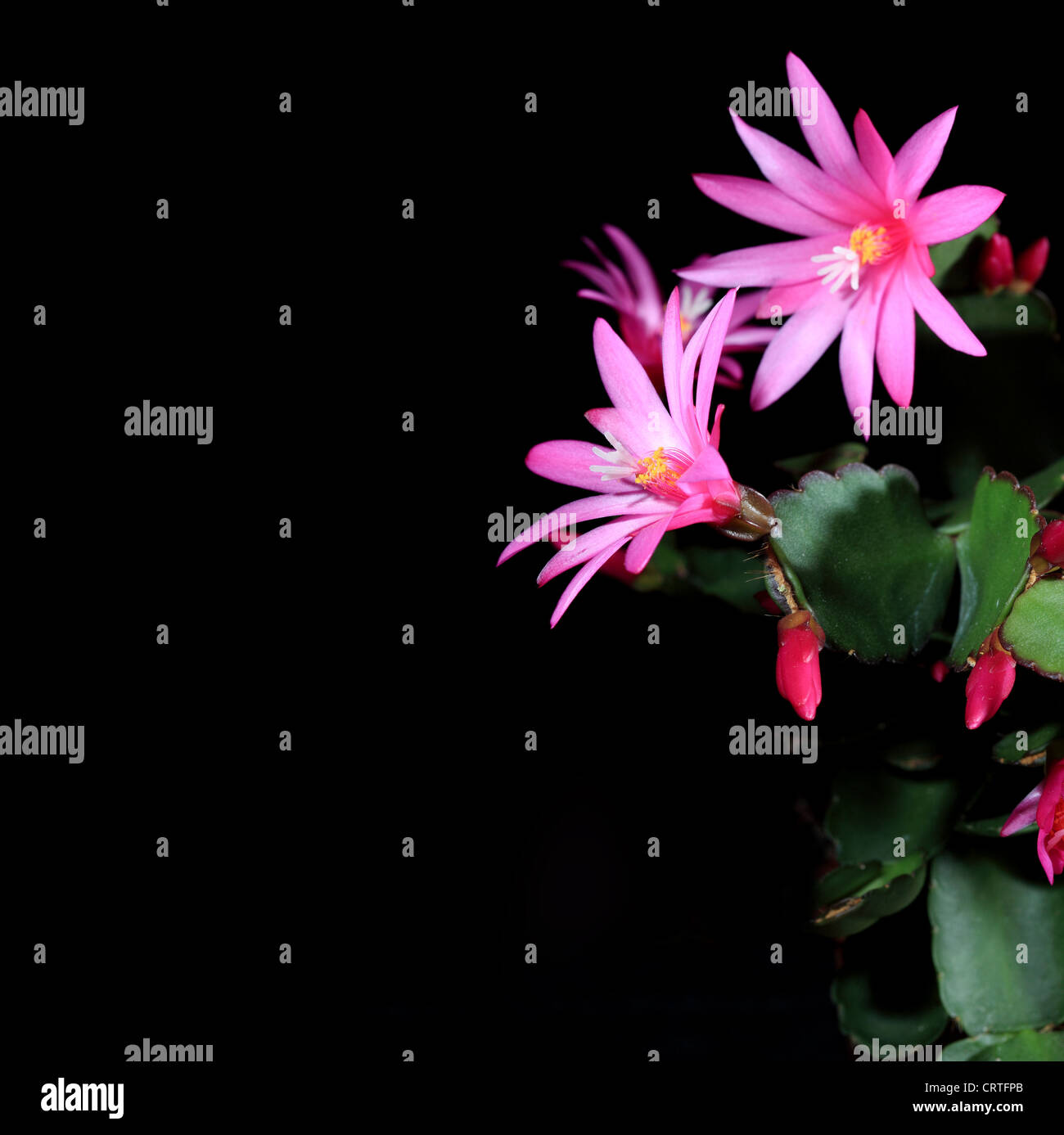 Epiphytic cactus fiorisce sullo sfondo nero (Schlumbergera) Foto Stock