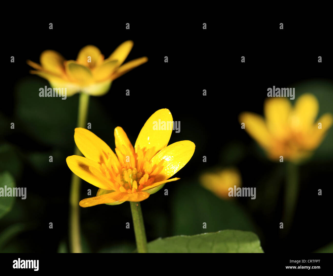 La molla di blumi di fiori gialli primule (Ranunculus ficaria) (Ficaria verna) Foto Stock