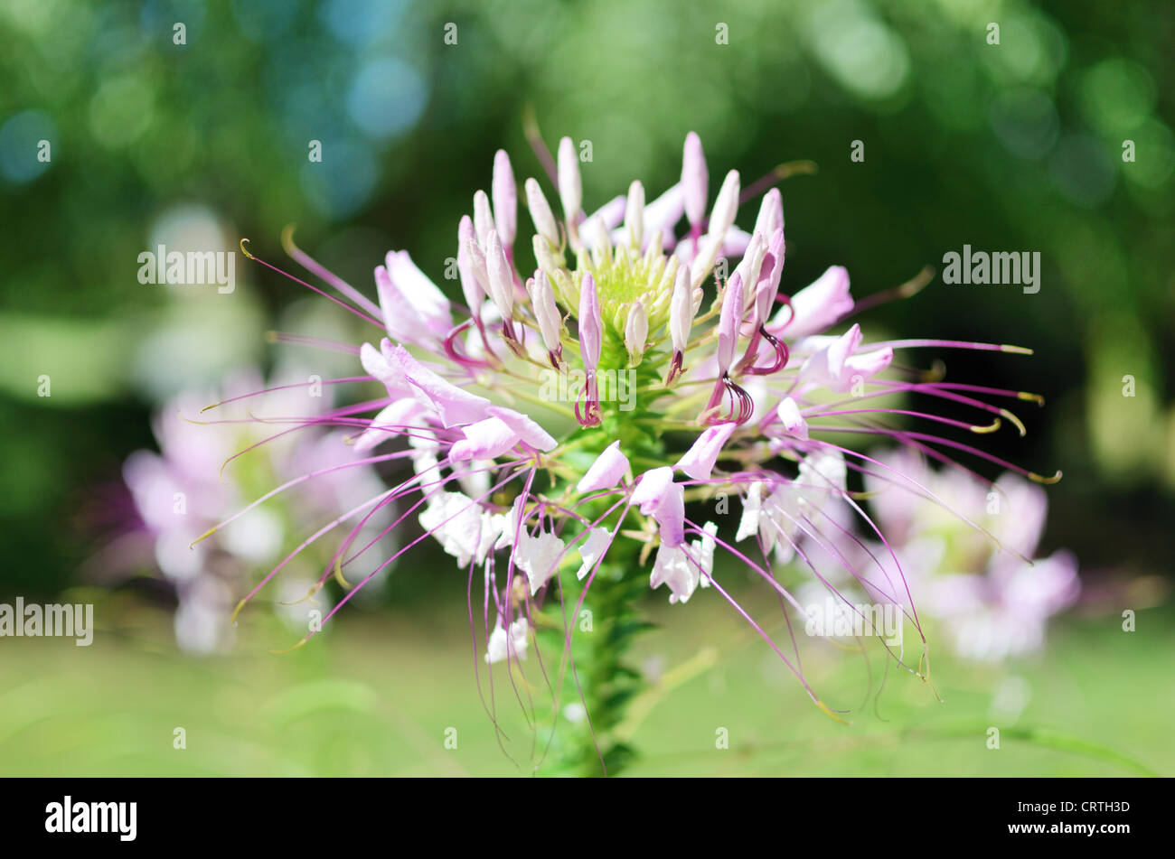 un fiore di cleome Foto Stock