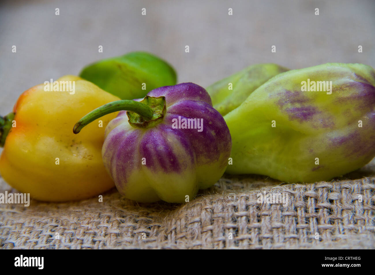 Aji Chombo noto anche come Scotch Bonnet pepe o peperoncino habanero Foto Stock