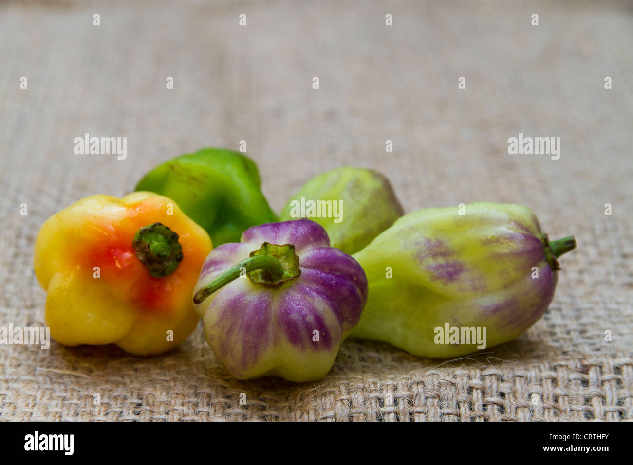 Aji Chombo noto anche come Scotch Bonnet pepe o peperoncino habanero Foto Stock