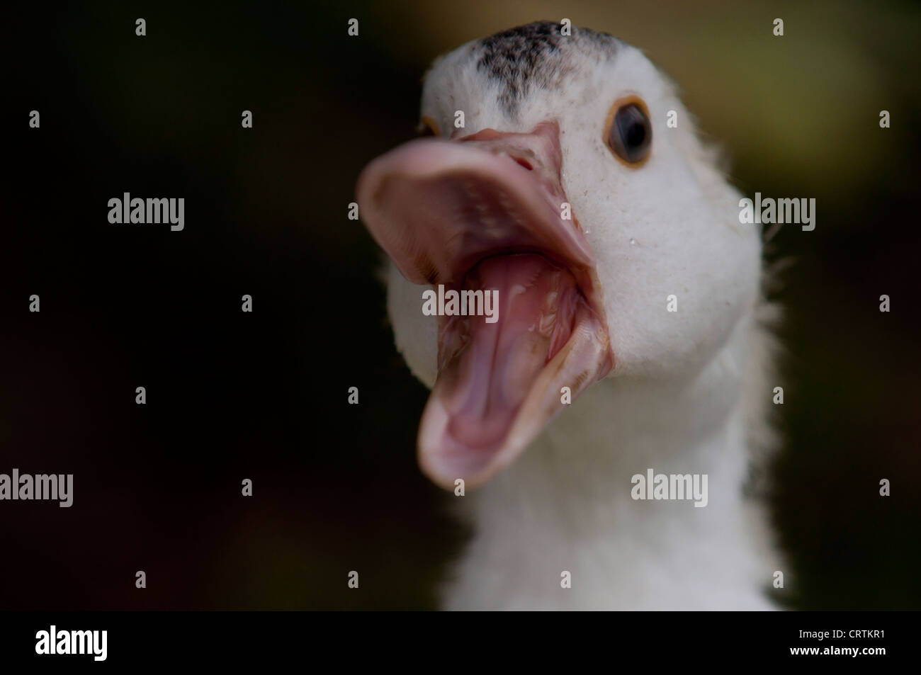 Anatra domestica sorridente Foto Stock