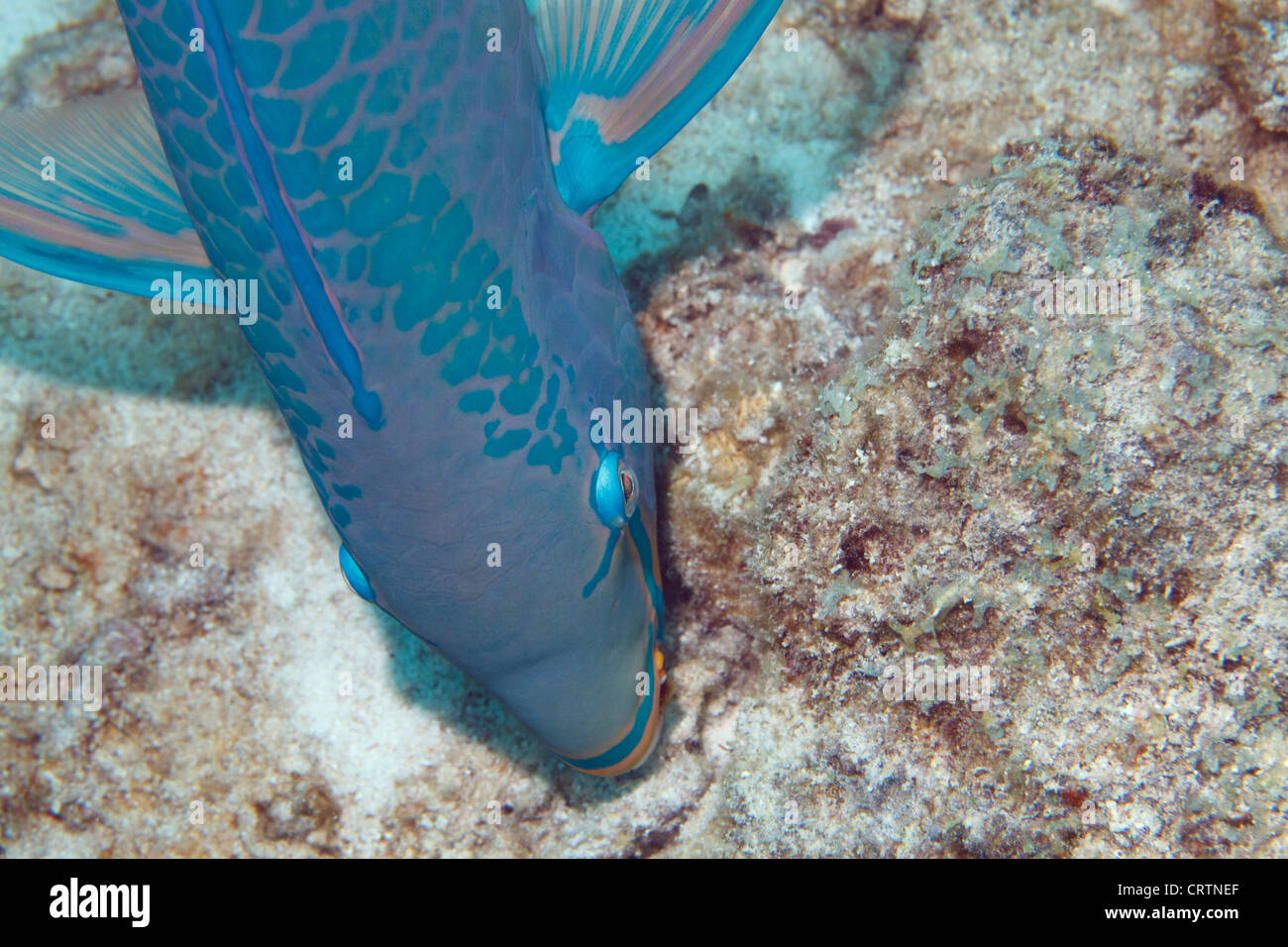 Pesce Parrotfish nel mare dei Caraibi intorno a Bonaire. Foto V.D. Foto Stock
