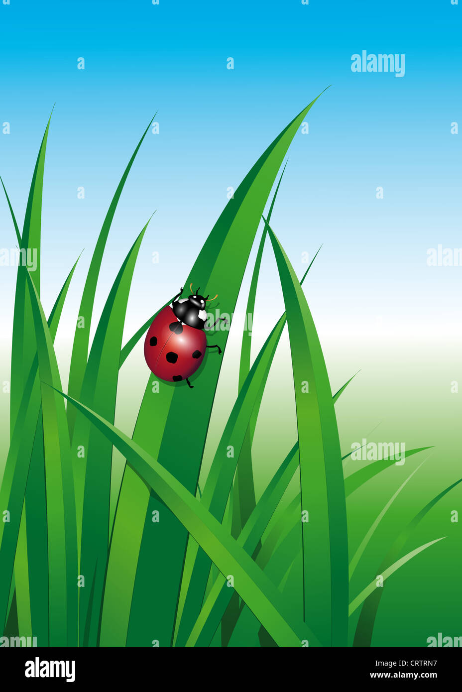 Ladybug in erba Foto Stock