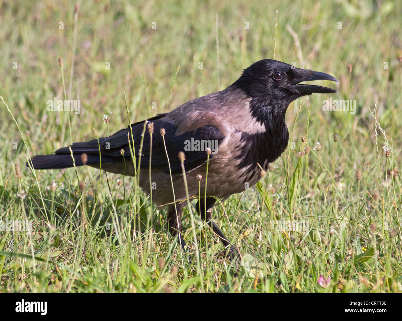 Cornacchia Mantellata (Corvus cornix), Nord Italia Foto Stock