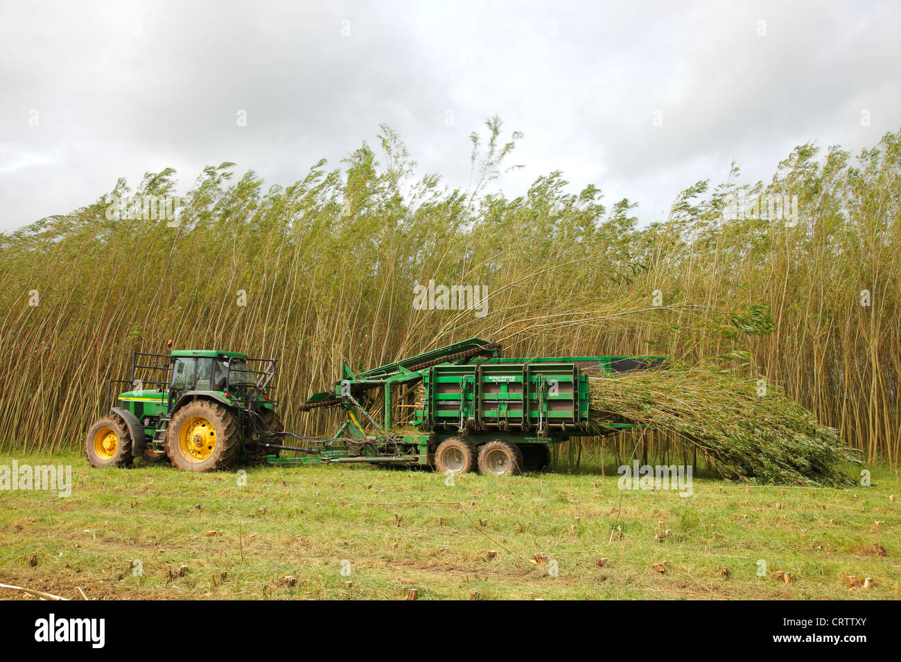 La raccolta di Willow ceduo Plantation con 'l'Stemster' nelle vicinanze del Carlisle, Cumbria, England, Regno Unito, Gran Bretagna, britannico, GB, Europa Foto Stock