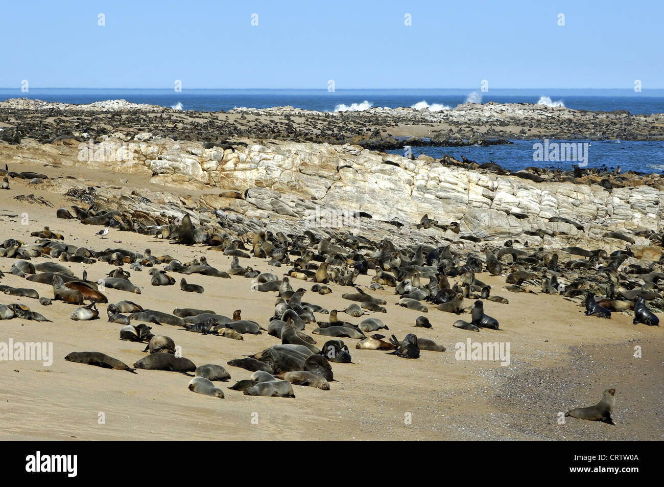 Capo le foche (Arctocephalus pusillus) Foto Stock