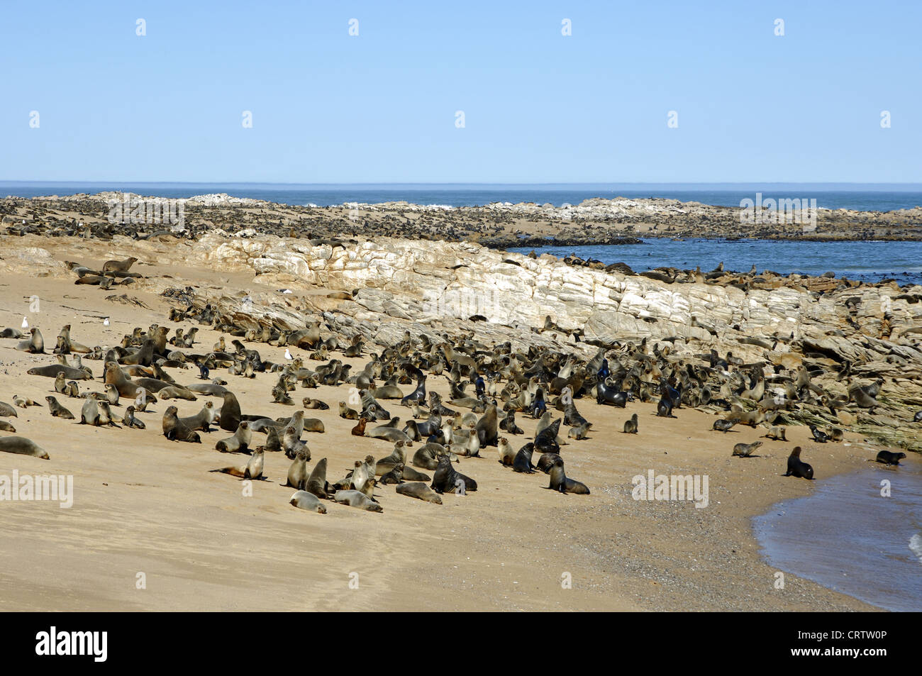 Capo le foche (Arctocephalus pusillus) Foto Stock