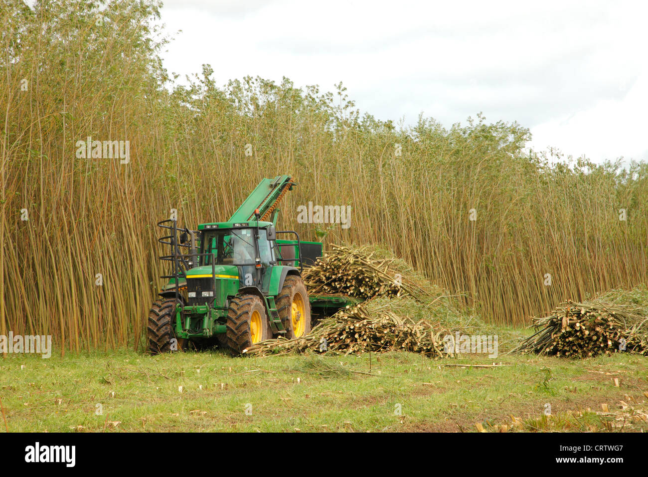 La raccolta di Willow ceduo Plantation con 'l'Stemster' nelle vicinanze del Carlisle, Cumbria, England, Regno Unito, Gran Bretagna, britannico, GB, Europa Foto Stock