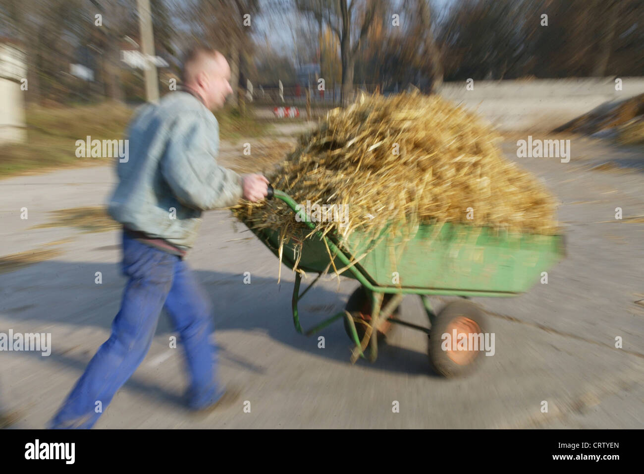 Un uomo porta un carrello sterco per concime Foto Stock