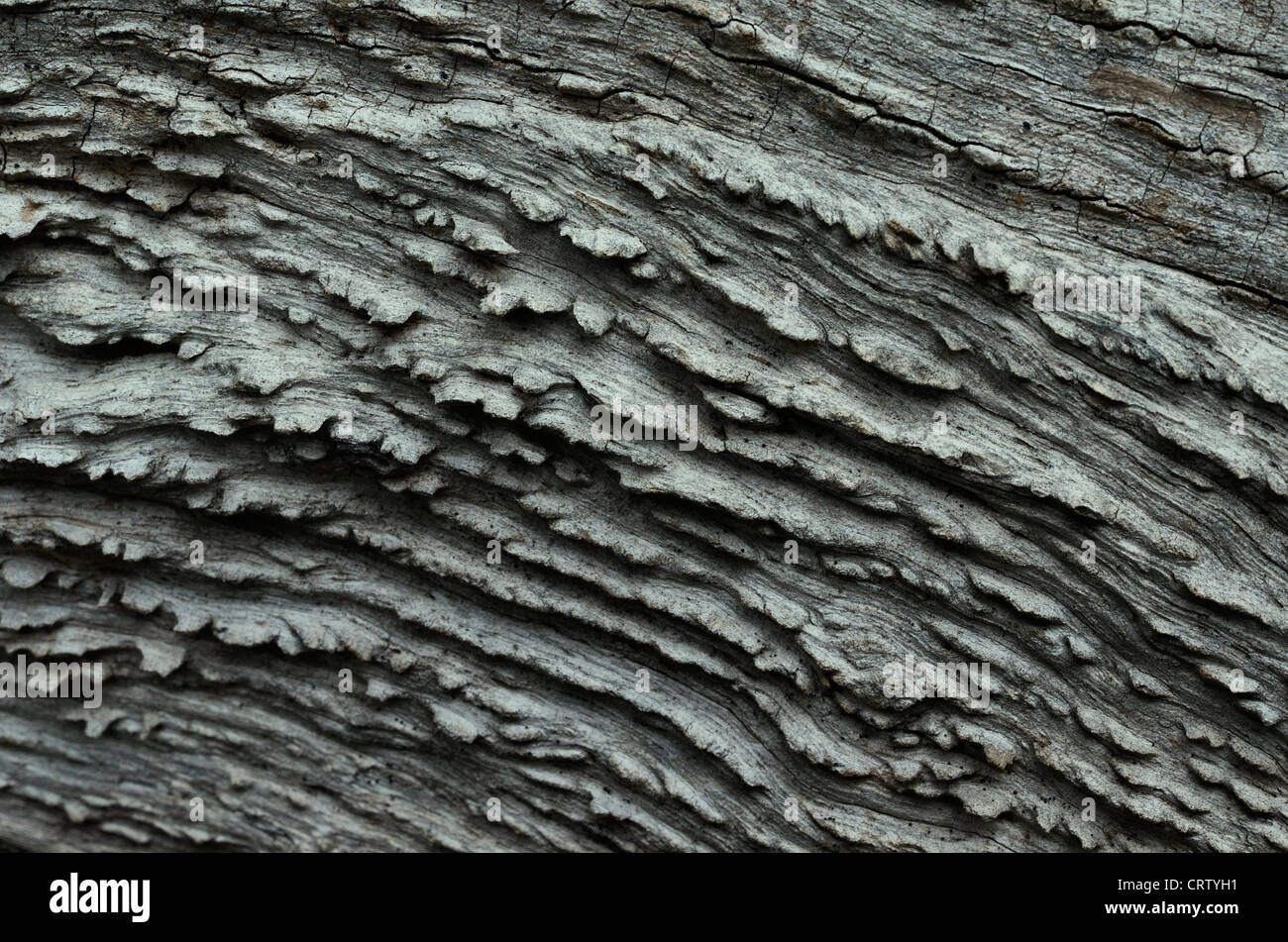 Dettaglio della sezione di un tronco di un albero con intemperie e rotazioni. Struttura in legno vecchio primo piano, struttura organica. Foto Stock