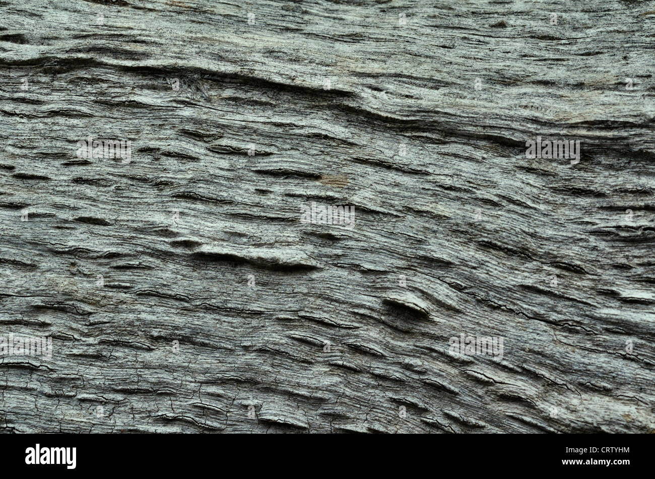 Dettaglio di weathered e marciume sezione del tronco di un albero. Il legno vecchio texture di close-up. Foto Stock